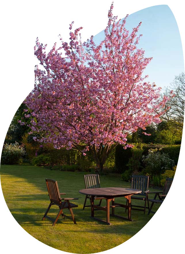 pink tree